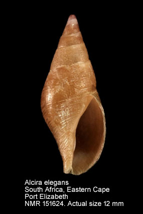 Alcira elegans (3).jpg - Alcira elegans H.Adams,1861